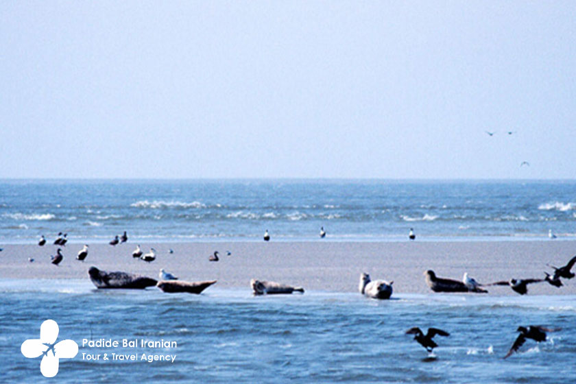 Waddenzee.jpg